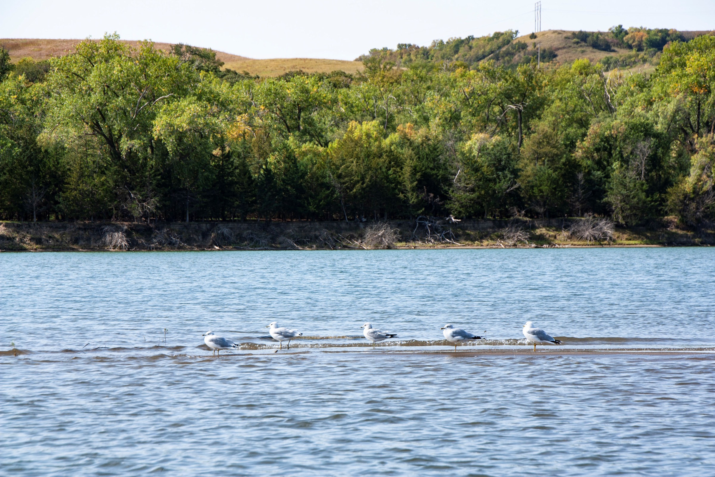 Sea Gulls on Missour National River