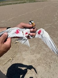 A bird is carefully held in a person's hand with its wings splayed, ink marks the birds wings and breast