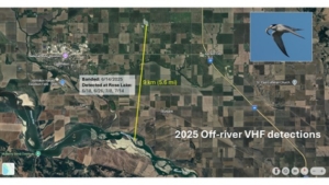 A satellite map showing a large areas with many tracts of farmland and a river, a line tracks from the river to a point near the top of the map. A label along the line reads, " 9km (5.6. mi), Banded: 6/14/2025, Detected at Rose Lake: 6/18, 7/8/, 7/14." A title reads, "2025 Off-river VHF detections"